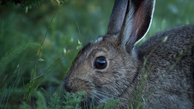 绿草上的棕色兔子